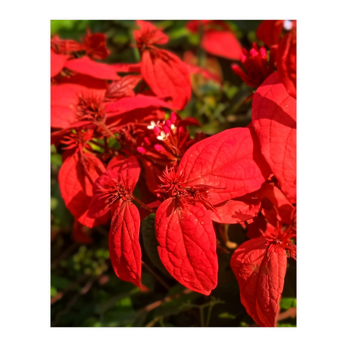 Red Quisqualls Plant Flowers (Print Only)