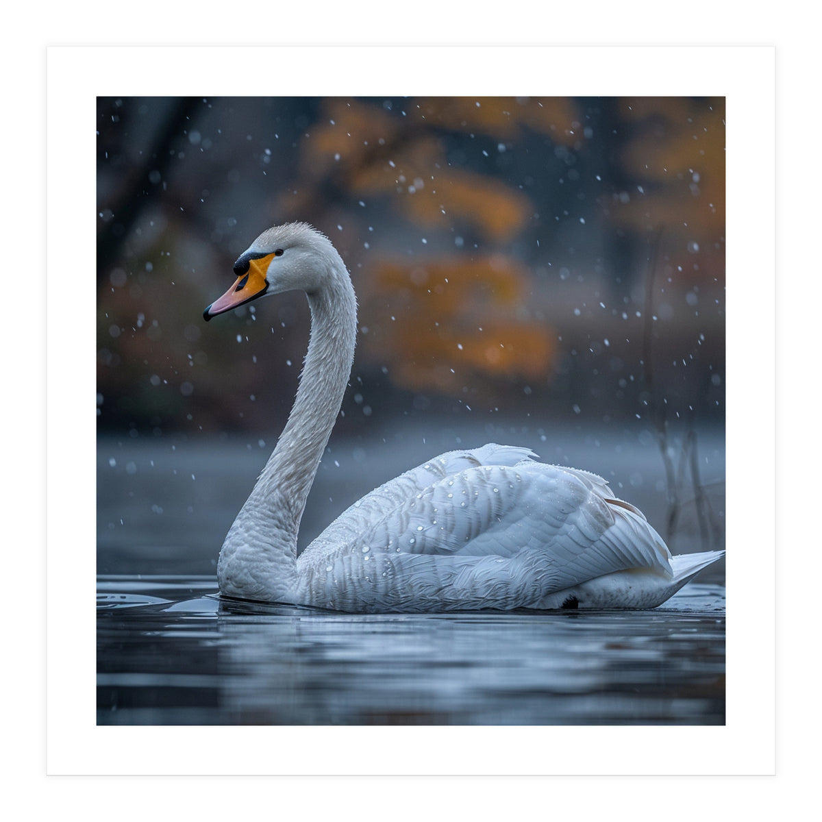 Swan Floating Gracefully On Water In Autumn (Print Only)