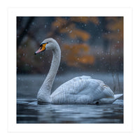 Swan Floating Gracefully On Water In Autumn (Print Only)