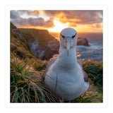 Albatross Bird On Grassy Cliff At Sunset (Print Only) thumbnail