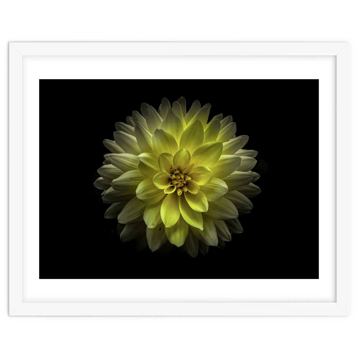 Backyard Flowers No 128 Color Version