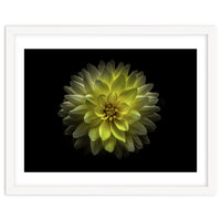 Backyard Flowers No 128 Color Version