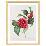 Pierre-Joseph Redouté – Finest Flowers and Fruits (1833) thumbnail