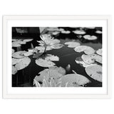 Lotus Pond | Black & White Landscape thumbnail