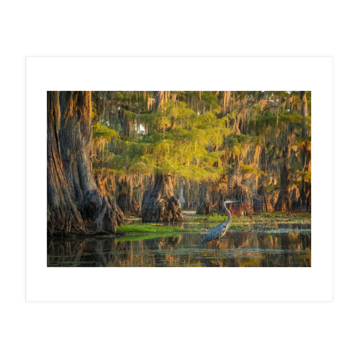 Heron in the swamps (Print Only)