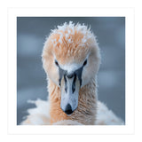Majestic Swan Covered In Frost And Snow (Print Only) thumbnail