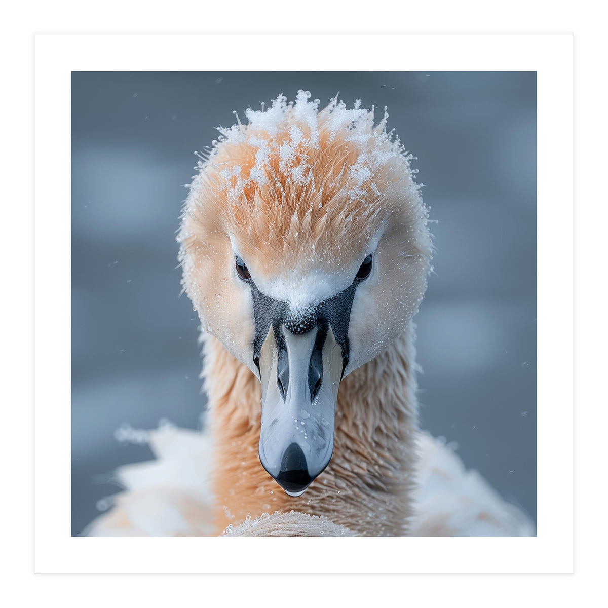 Majestic Swan Covered In Frost And Snow (Print Only)