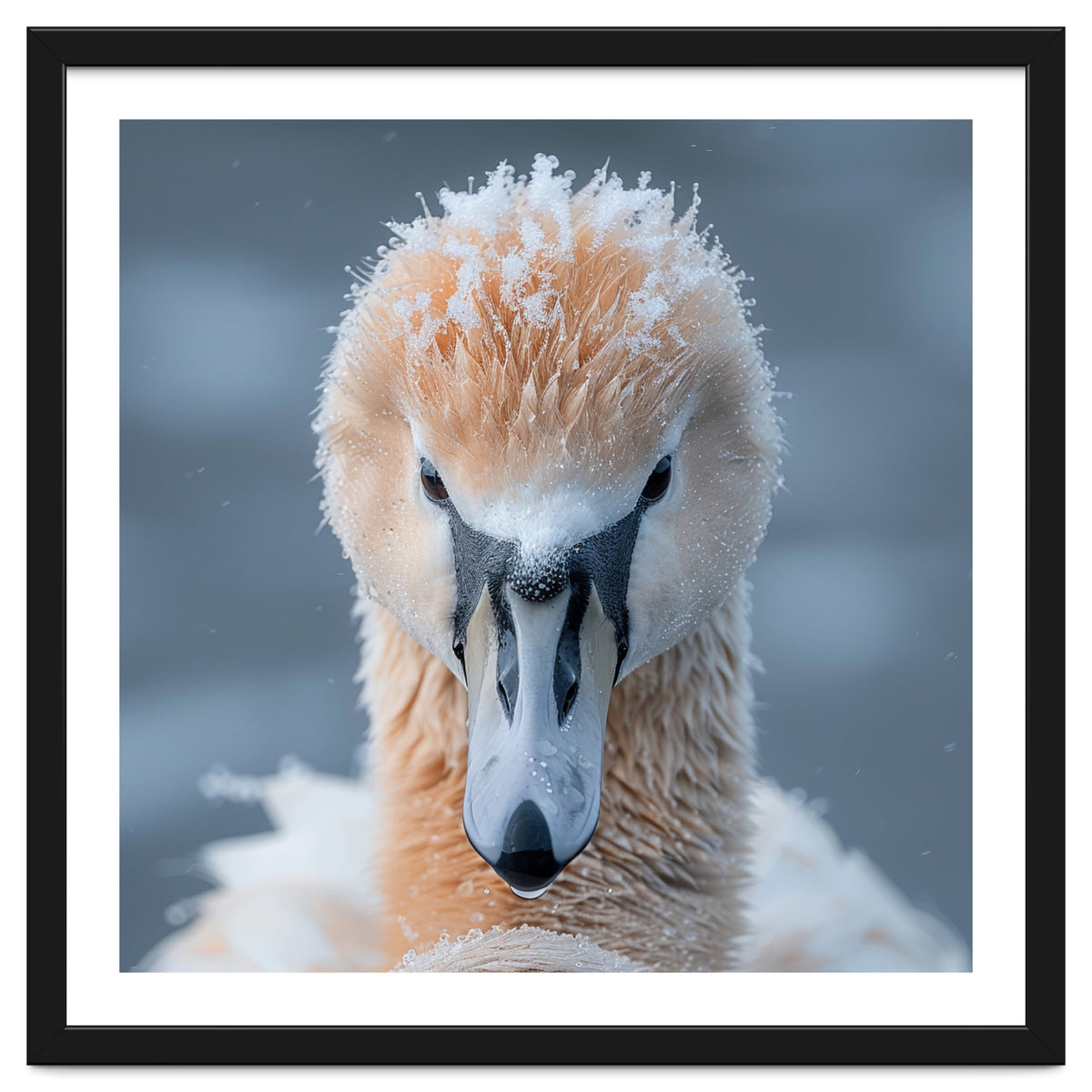 Majestic Swan Covered In Frost And Snow