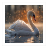 Majestic Swan Gliding On Water During Sunset Golden Hour Wildlife (Print Only) thumbnail