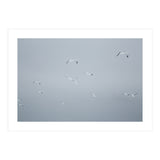 Flying seagulls in the winter sky (Print Only) thumbnail