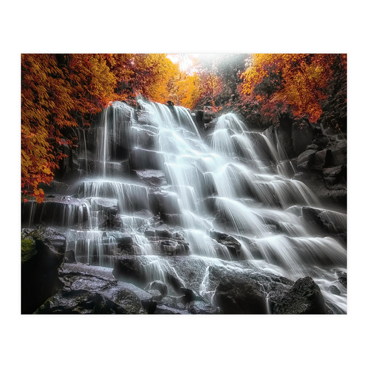 Into the woods (Print Only)