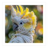 Yellow Crested Cockatoo Bird Close Up Portrait (Print Only) thumbnail