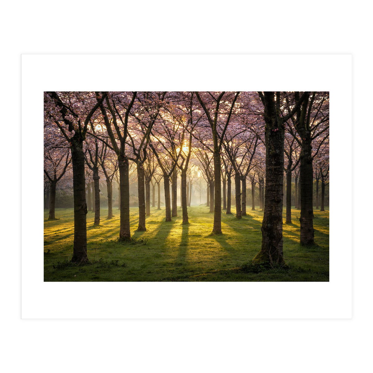 Blooming cherry trees in soft morning light (Print Only)