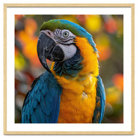 Blue And Gold Macaw Parrot Close Up Portrait