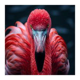 Close Up Flamingo Face With Water Droplets (Print Only) thumbnail