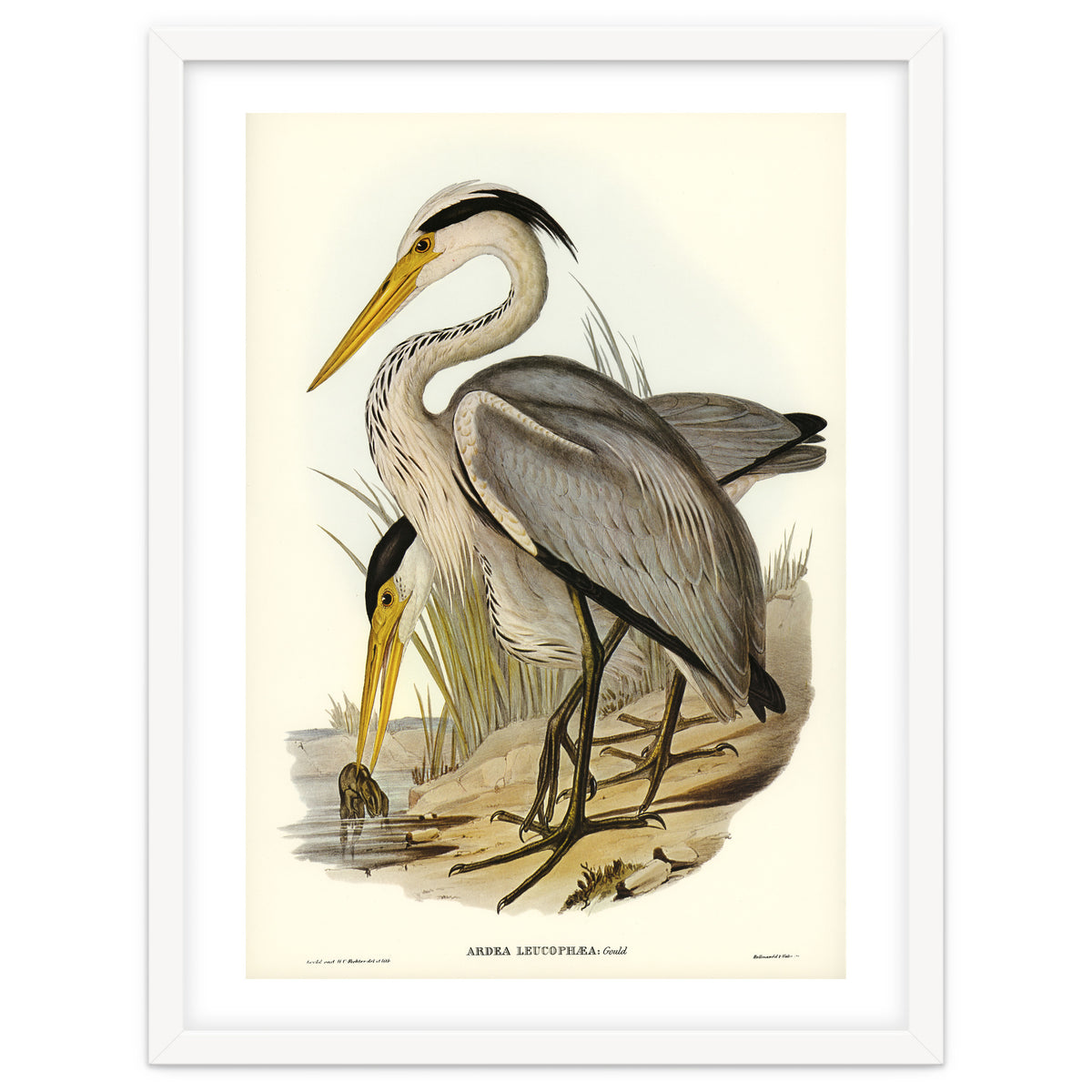 Elizabeth Gould – Great Grey Heron (Ardea leucophaea) | Birds of Australia Illustration