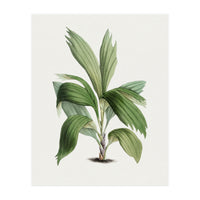 Areca Palm (Hand Drawn Botanical Illustration) (Print Only)