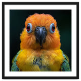 Close Up Sun Conure Parrot Portrait Eyes thumbnail