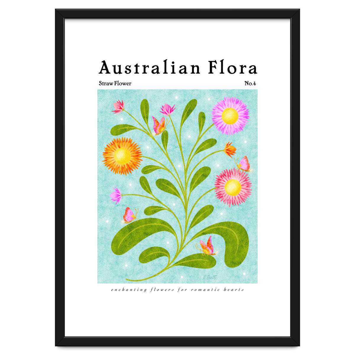 Australian Flora: Straw Flower
