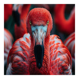 Close Up Flamingo Head With Bright Red Feathers (Print Only) thumbnail