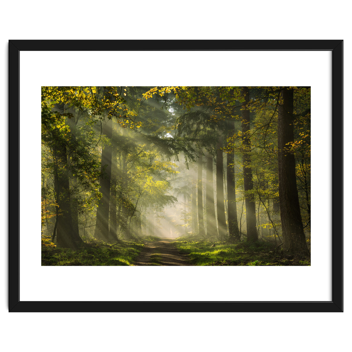 Sunrays in a Dutch forest