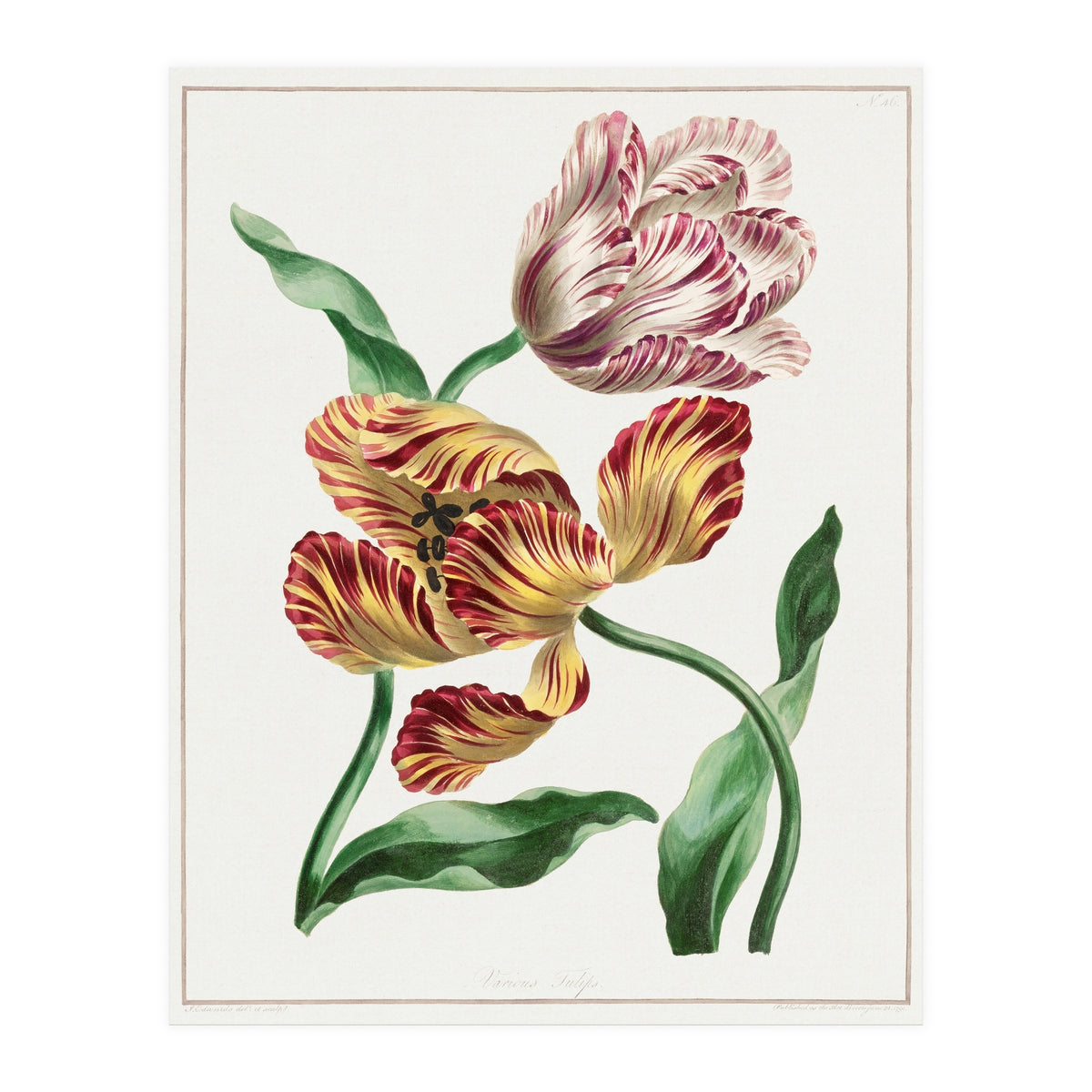John Edwards – Various Tulips (1791) (Print Only)