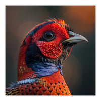Close Up Pheasant Bird  (Print Only)