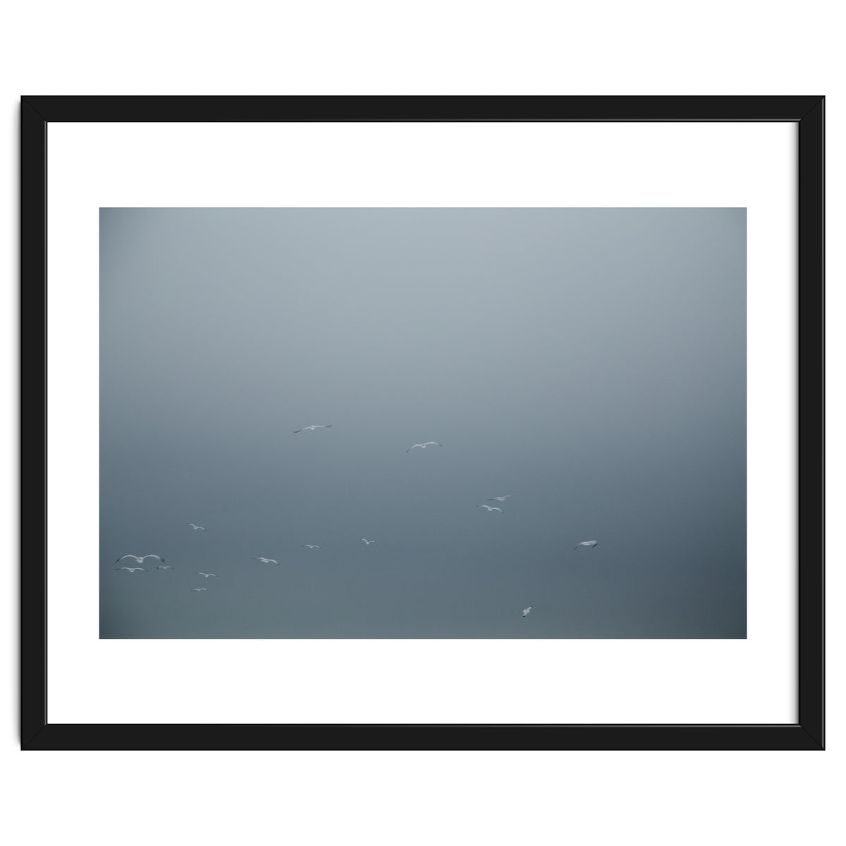 Flying Segulls in thet winter sky