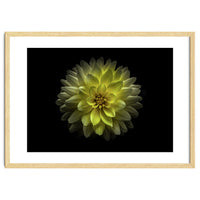 Backyard Flowers No 128 Color Version