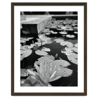 Lotus Pond | Black & White Portrait