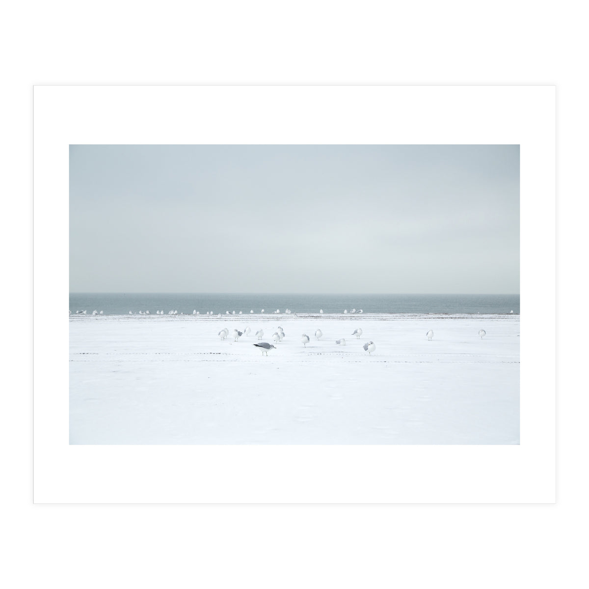 Seagulls in the Snow beach (Print Only)