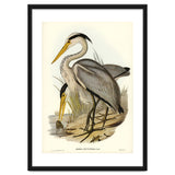 Elizabeth Gould – Great Grey Heron (Ardea leucophaea) | Birds of Australia Illustration thumbnail