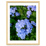 Blue Plambago Flowers thumbnail