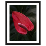 Red Anthurium Flower thumbnail