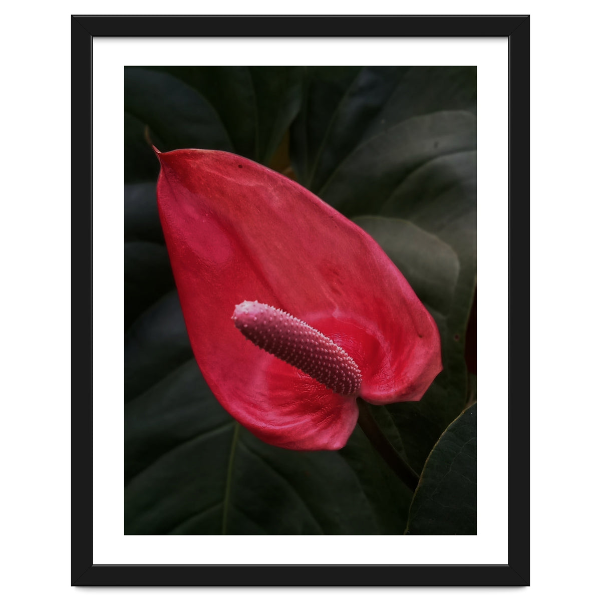 Red Anthurium Flower