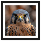 Close Up Kestrel Falcon Bird Portrait Majestic thumbnail