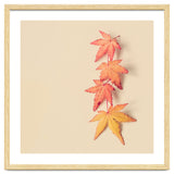 Maple In Pastel thumbnail