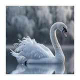 Majestic White Swan Gracefully Floating On Water (Print Only) thumbnail