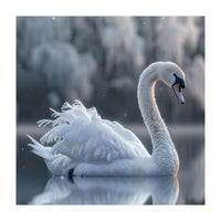 Majestic White Swan Gracefully Floating On Water (Print Only)