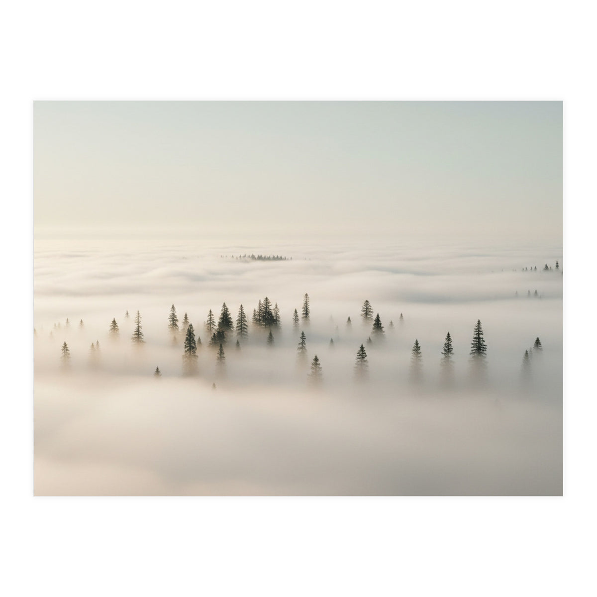 Misty Peaks: Pine Forest Above the Clouds (Print Only)
