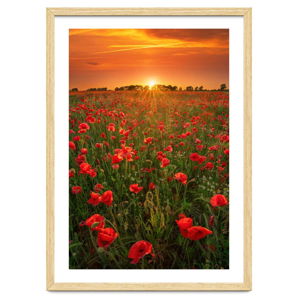 Poppies At Sunset