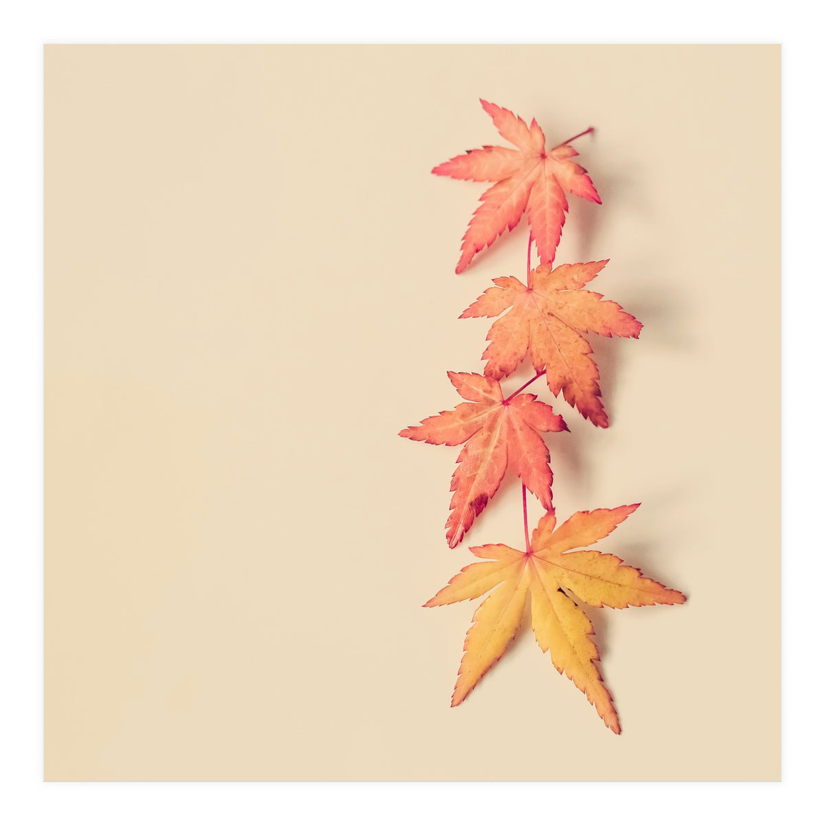 Maple In Pastel (Print Only)