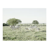 LIVING TOGETHER - WHITE COWS FAMILY (Print Only) thumbnail