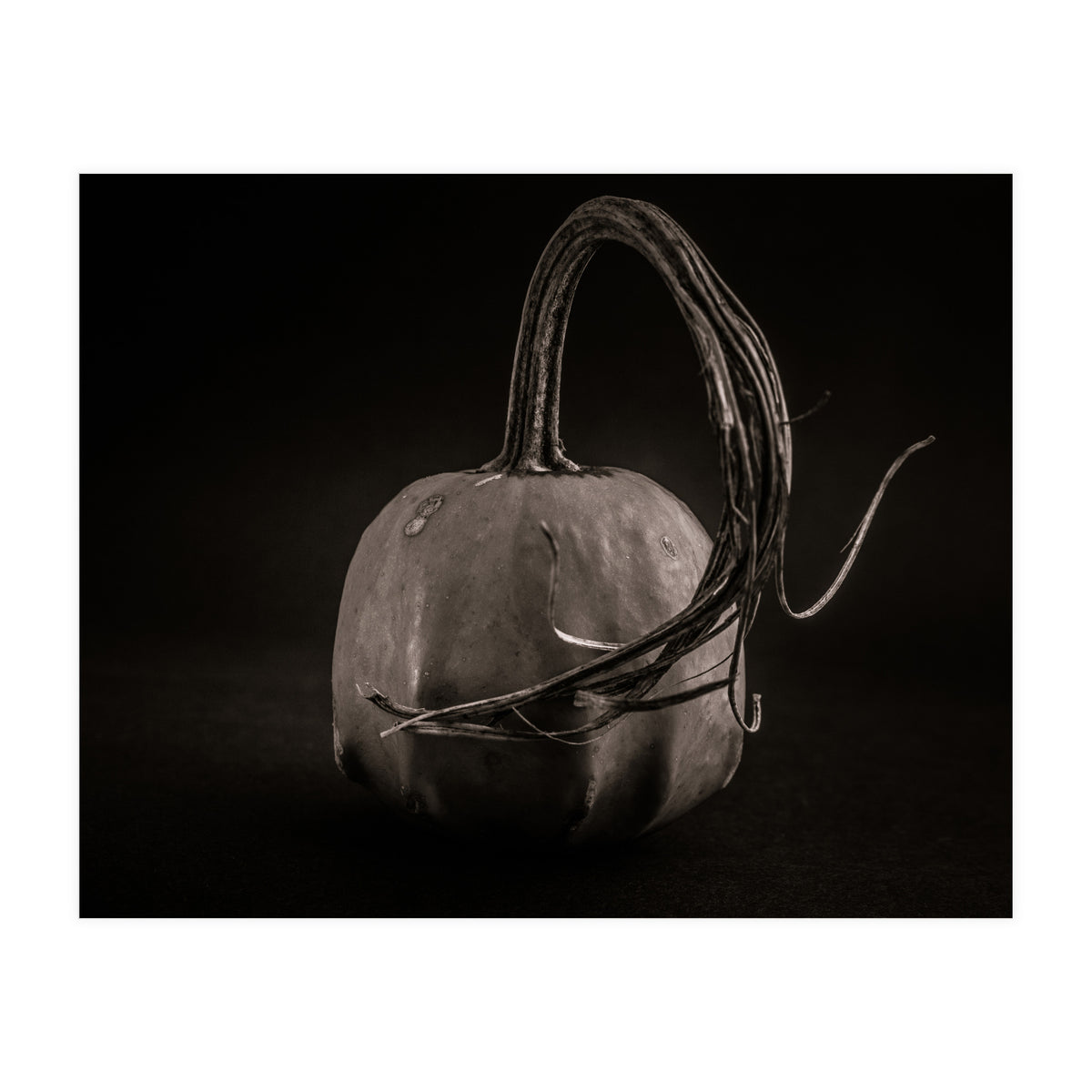 Gourds No 14 (Print Only)