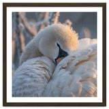 Close Up Of A Swan Covered In Frost And Dew thumbnail