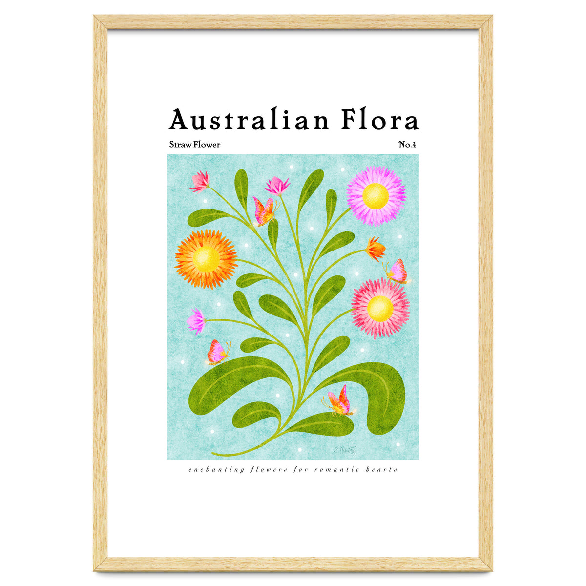 Australian Flora: Straw Flower