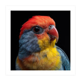 Close Up Colorful Parrot Portrait Vivid Plumage (Print Only) thumbnail