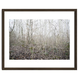 Lost in the birch forest thumbnail