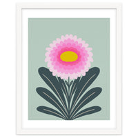 Chrysanthemum - turquoise and pink