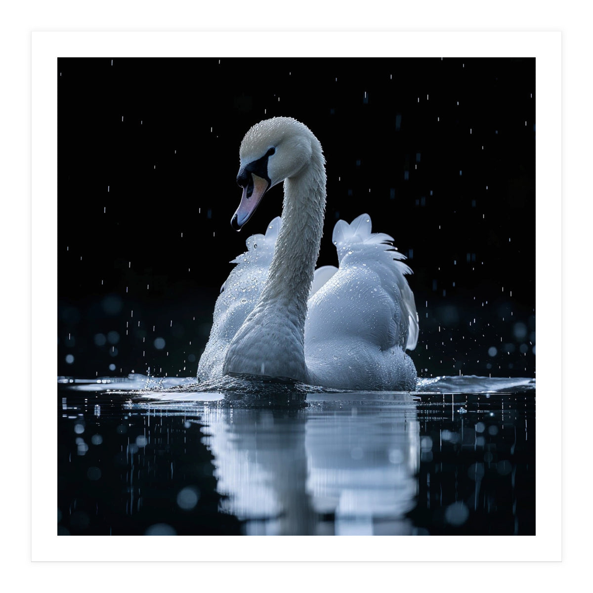 Majestic Swan Swimming In Dark Water (Print Only)